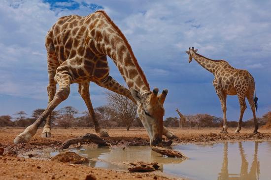 Photographic Print, , large