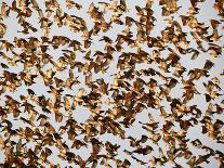 Safety in Numbers 2, (red-billed quelea), Namibia, 2018-Eric Meyer-Photographic Print