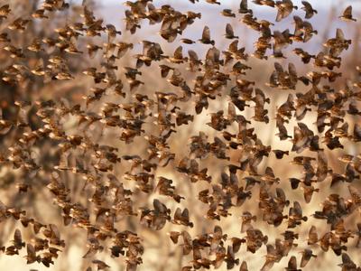 Safety in Numbers (red-billed quelea), Namibia, 2018