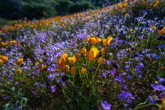 California Golden Poppies and Purple Wildflowers Blooming in a Sonoran Desert Field at Sunset-Eric Mischke-Photographic Print