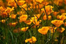 California Golden Poppies and Purple Wildflowers Blooming in a Sonoran Desert Field at Sunset-Eric Mischke-Photographic Print