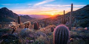 California Golden Poppies and Purple Wildflowers Blooming in a Sonoran Desert Field at Sunset-Eric Mischke-Photographic Print