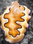 A Shot of a Flatworm Gliding over an Orange Sponge-Eric Peter Black-Photographic Print