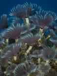 A Colony of Social Feather Duster Worms on Full Display-Eric Peter Black-Photographic Print