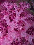 A Colony of Social Feather Duster Worms on Full Display-Eric Peter Black-Photographic Print