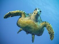 A Green Turtle Underwater in the Caribbean-Eric Peter Black-Photographic Print