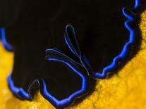 A Colony of Social Feather Duster Worms on Full Display-Eric Peter Black-Photographic Print