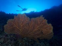 Giant Sea Fan and Diver in Palau-Eric Peter Black-Photographic Print