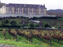 Chardonnay and Pinot Noir Grape Vineyards-Eric Risberg-Framed Photographic Print