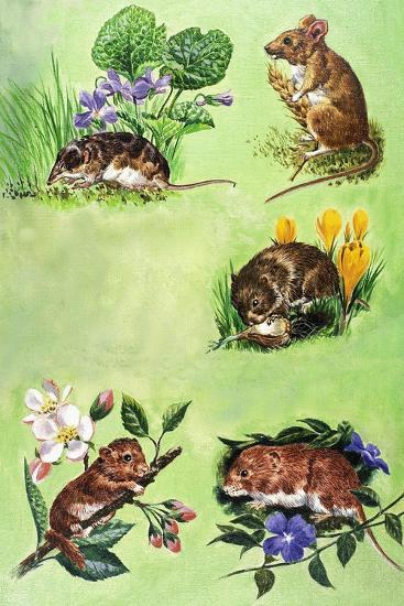 Giclee Print, , large