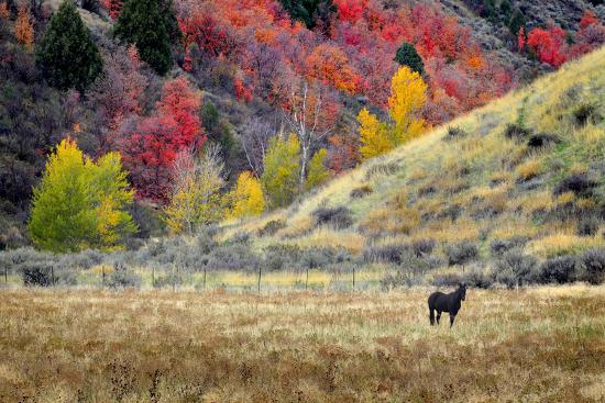 Premium Photographic Print, , large