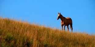 Horses Grazing on Hillside with Blue Sky and Clouds-eric1513-Photographic Print