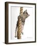 Eric-Rachael Hale-Framed Art Print