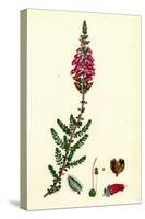 Erica Ciliaris Fringed-Leaved Heath-null-Stretched Canvas