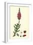 Erica Ciliaris Fringed-Leaved Heath-null-Framed Giclee Print