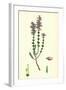 Erica Cinerea Fine-Leaved Heath-null-Framed Giclee Print