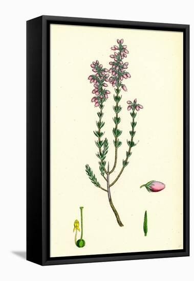 Erica Cinerea Fine-Leaved Heath-null-Framed Stretched Canvas