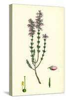 Erica Cinerea Fine-Leaved Heath-null-Stretched Canvas