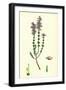 Erica Cinerea Fine-Leaved Heath-null-Framed Giclee Print