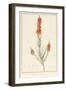 Erica Edilinei, 1811-Pierre Joseph Redoute-Framed Giclee Print