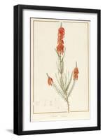 Erica Edilinei, 1811-Pierre Joseph Redoute-Framed Giclee Print