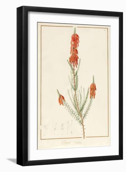 Erica Edilinei, 1811-Pierre Joseph Redoute-Framed Giclee Print