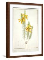 Erica Grandiflora, 1811-Pierre Joseph Redoute-Framed Giclee Print