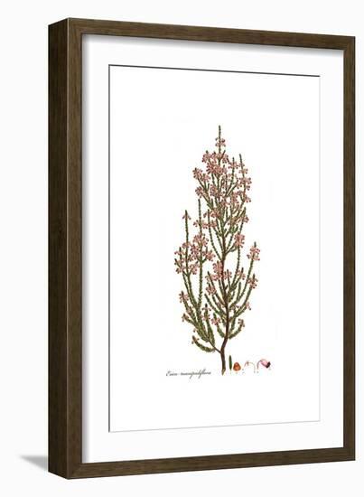 Erica manipuliflora, Flora Graeca-Ferdinand Bauer-Framed Giclee Print