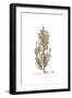 Erica manipuliflora, Flora Graeca-Ferdinand Bauer-Framed Giclee Print