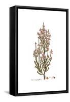 Erica manipuliflora, Flora Graeca-Ferdinand Bauer-Framed Stretched Canvas