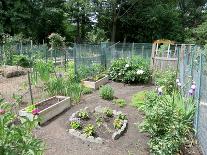 Boston Community Garden-EricBVD-Photographic Print