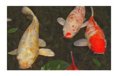 Green Rock Japanese Koi II-erichan-Giclee Print