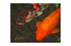 Colorful Garden Koi-erichan-Framed Giclee Print