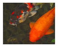 Green Rock Japanese Koi II-erichan-Giclee Print