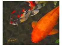 Colorful Garden Koi-erichan-Giclee Print