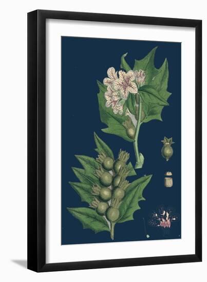 Erigeron Canadensis; Canadian Fleabane-null-Framed Giclee Print