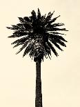 Palm Tree 1996 (Green)-Erik Asla-Framed Photographic Print