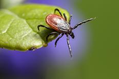 The Castor Bean Tick (Ixodes Ricinus)-Erik Karits-Mounted Photographic Print