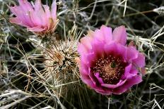 Echinocereus Engelmannii-Erika Craddock-Photographic Print