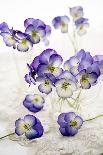 Pansies (Viola Sp.)-Erika Craddock-Photographic Print