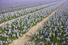 Hyacinth Field-ErikdeGraaf-Photographic Print