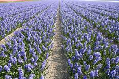 Hyacinth Field-ErikdeGraaf-Photographic Print