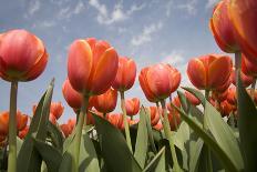 Tulip Field 14-ErikdeGraaf-Framed Photographic Print