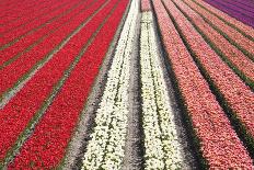 Tulips and Windmill-ErikdeGraaf-Photographic Print