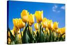 Stretched Canvas