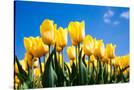 Stretched Canvas