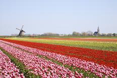 Tulips and Windmill 4-ErikdeGraaf-Photographic Print