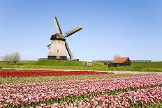 Tulips and Windmill-ErikdeGraaf-Photographic Print