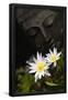 Essential Black