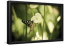 Essential Black